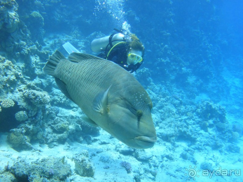 такой отдых только в сказках ,но это мой рассказ об отдыхе в Египте!