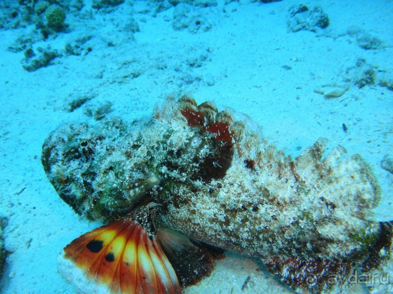 такой отдых только в сказках ,но это мой рассказ об отдыхе в Египте!