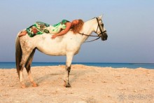 такой отдых только в сказках ,но это мой рассказ об отдыхе в Египте!