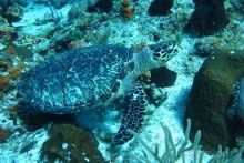 такой отдых только в сказках ,но это мой рассказ об отдыхе в Египте!