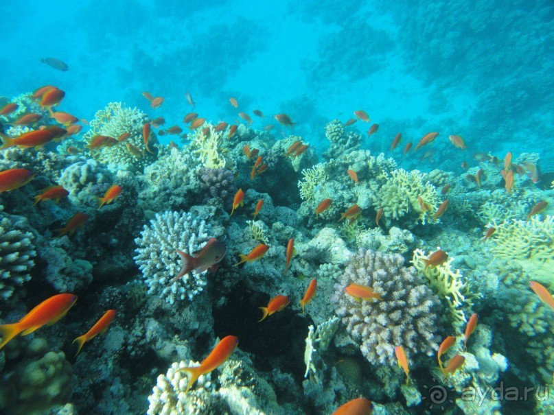 такой отдых только в сказках ,но это мой рассказ об отдыхе в Египте!