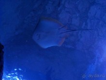 Самый длинный в мире туннельный аквариум