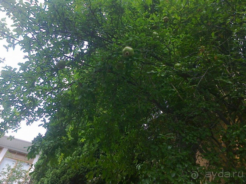 Живописный отдых в Гурзуфе, Крым.