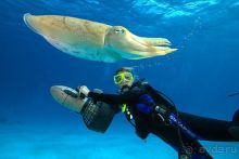 Альбом отзыва "Дайвинг на Мальдивах"