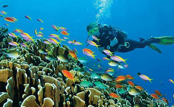 Альбом отзыва "Дайвинг на Мальдивах"