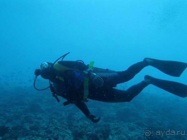 Альбом отзыва "Дайвинг на Мальдивах"