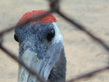 сафари-парк - недалеко от города, красиво, удобно