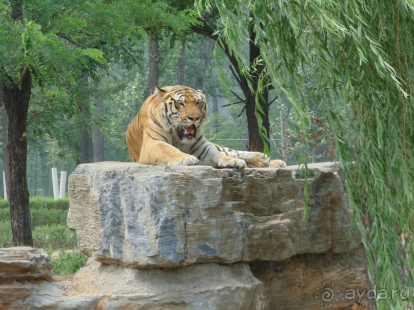 сафари-парк - недалеко от города, красиво, удобно