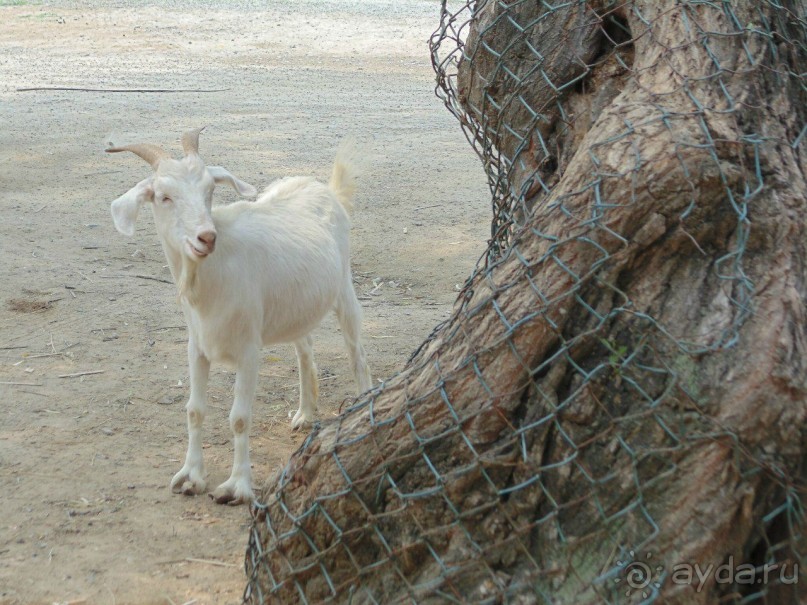 сафари-парк - недалеко от города, красиво, удобно