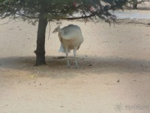 сафари-парк - недалеко от города, красиво, удобно