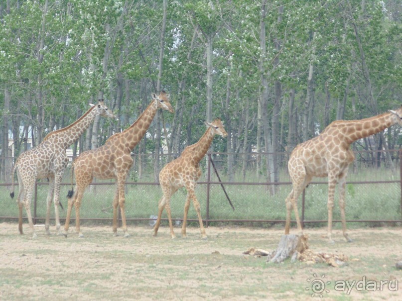 сафари-парк - недалеко от города, красиво, удобно