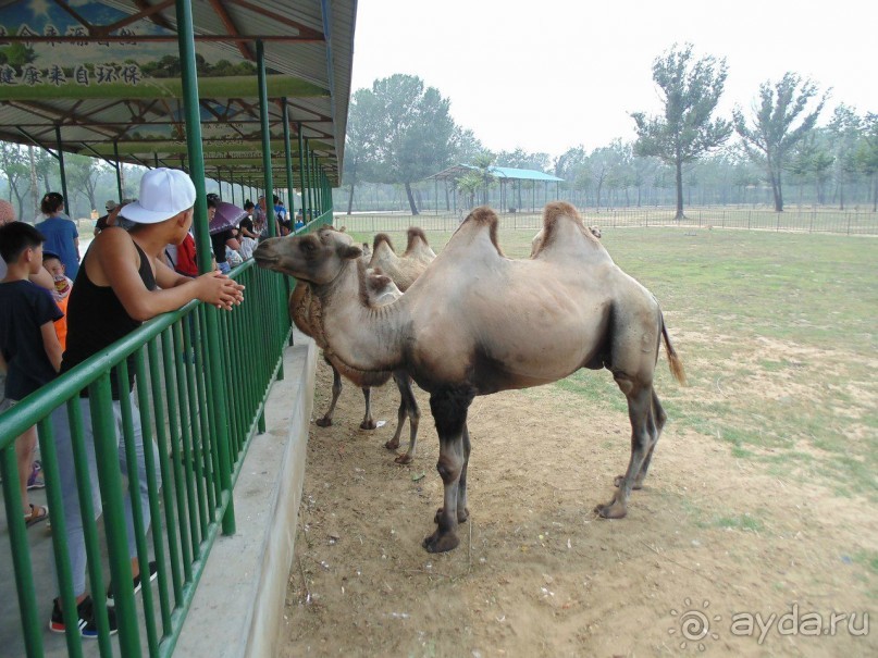 сафари-парк - недалеко от города, красиво, удобно