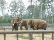 сафари-парк - недалеко от города, красиво, удобно