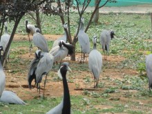 сафари-парк - недалеко от города, красиво, удобно