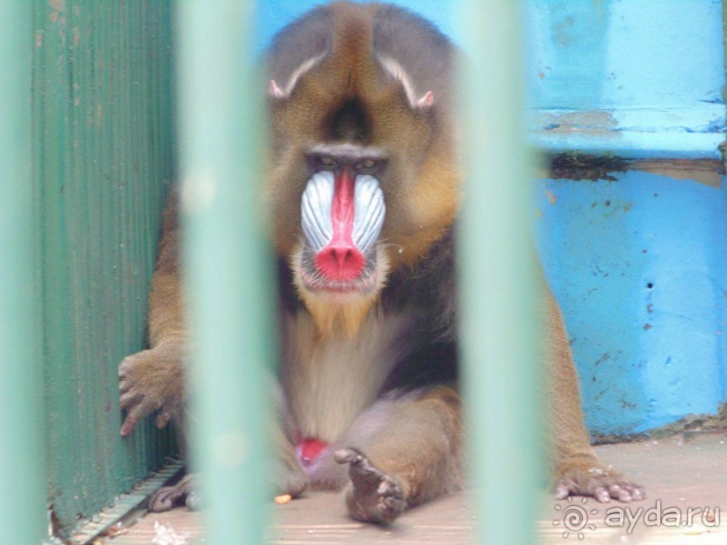 сафари-парк - недалеко от города, красиво, удобно