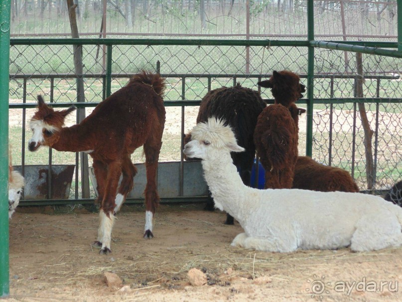 сафари-парк - недалеко от города, красиво, удобно