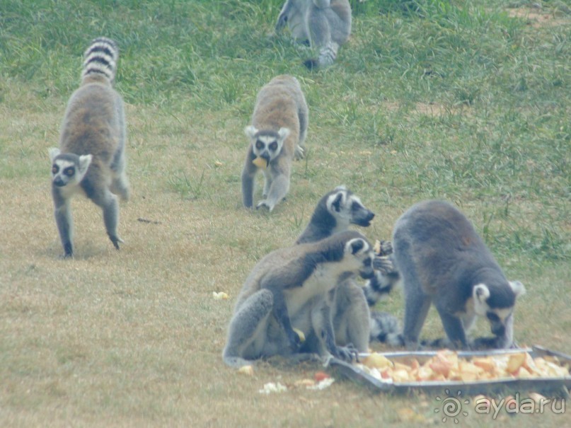 сафари-парк - недалеко от города, красиво, удобно