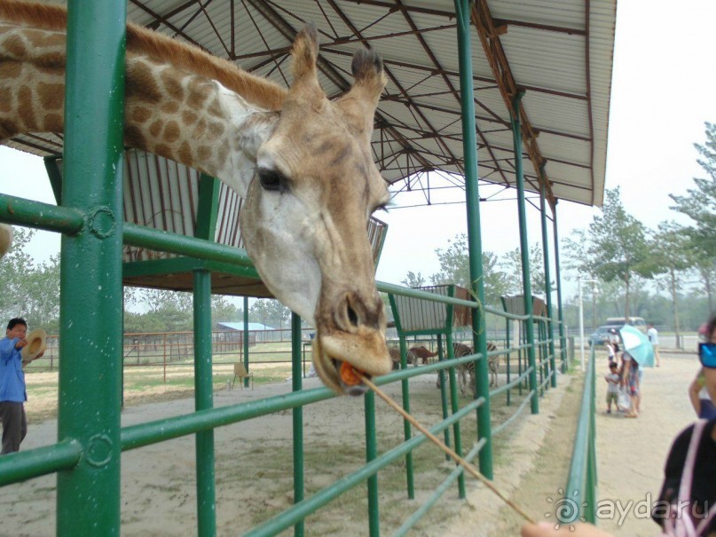 сафари-парк - недалеко от города, красиво, удобно