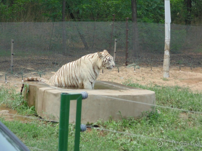 сафари-парк - недалеко от города, красиво, удобно