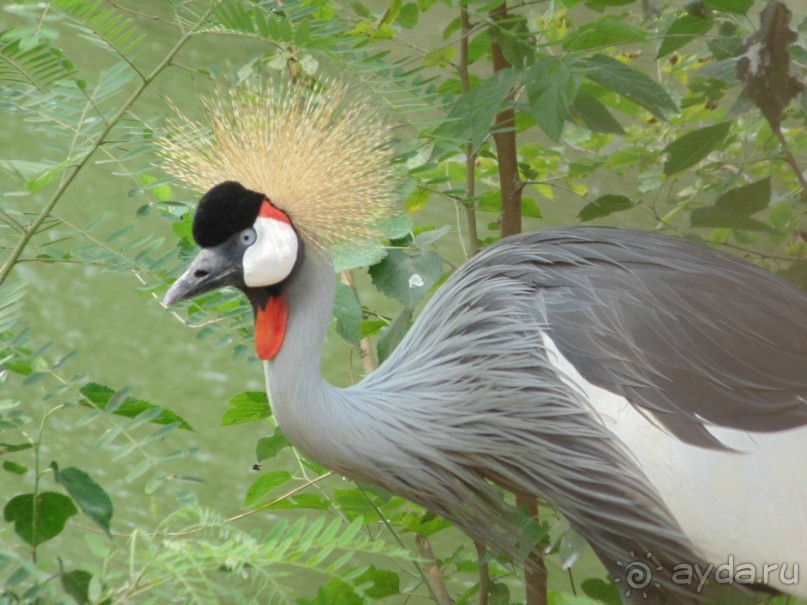 сафари-парк - недалеко от города, красиво, удобно