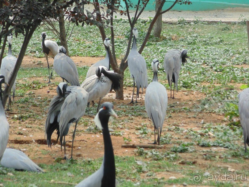 сафари-парк - недалеко от города, красиво, удобно