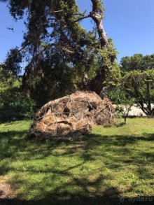 фото Balmy Foresta 