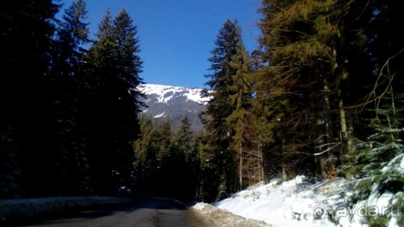 "Домашний" отель на берегу ручья у подножья высоких ель.