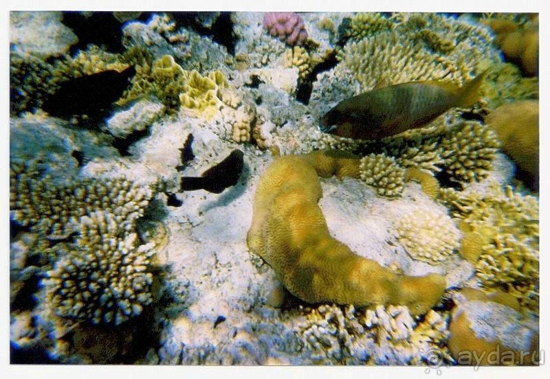 ужасный отель и прекрасный риф