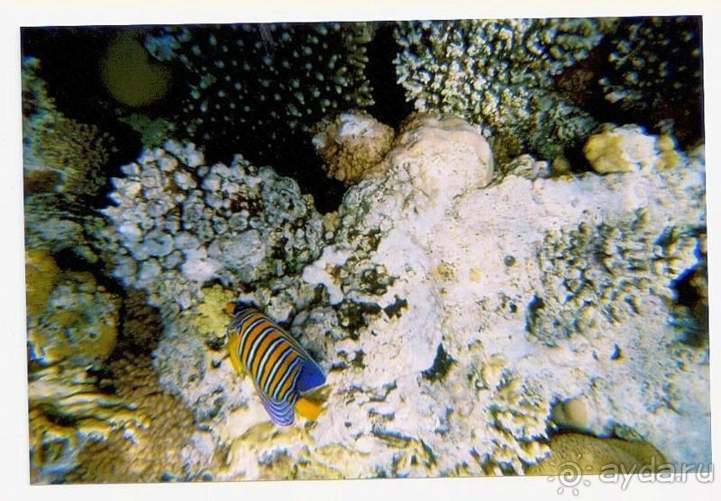 ужасный отель и прекрасный риф