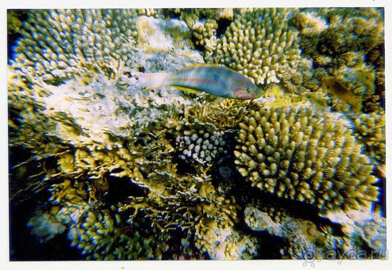 ужасный отель и прекрасный риф