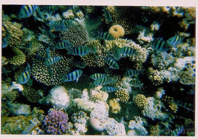 ужасный отель и прекрасный риф