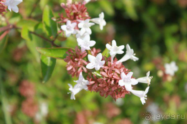 фото Simena Hotel