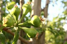 фото Golden Tulip Hotel Aqaba
