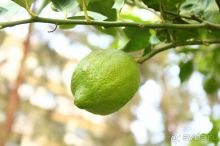 фото Golden Tulip Hotel Aqaba