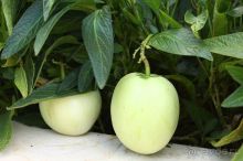 фото Golden Tulip Hotel Aqaba