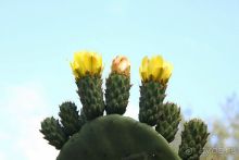 фото Golden Tulip Hotel Aqaba