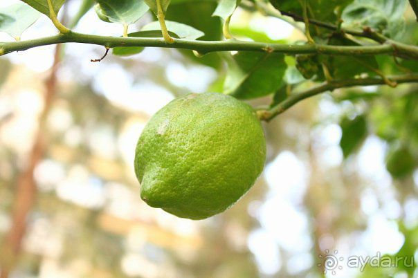 фото Golden Tulip Hotel Aqaba