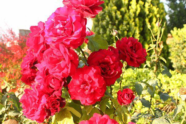 фото Golden Tulip Hotel Aqaba