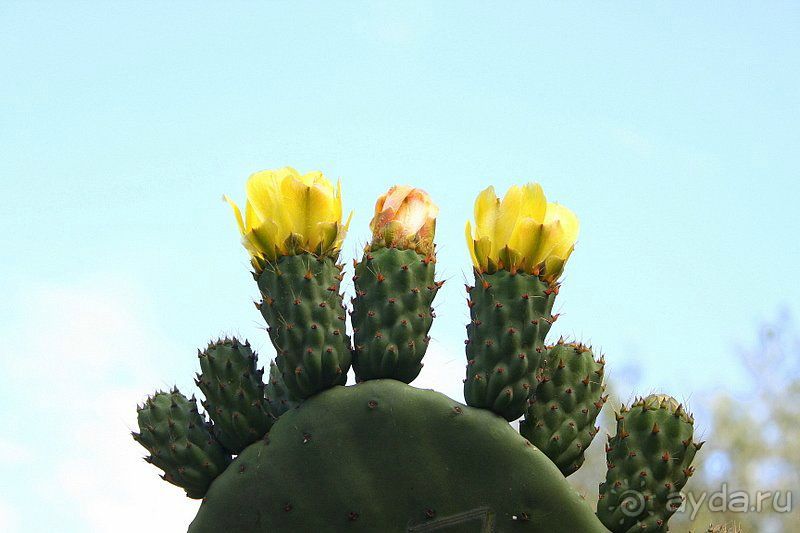 фото Golden Tulip Hotel Aqaba