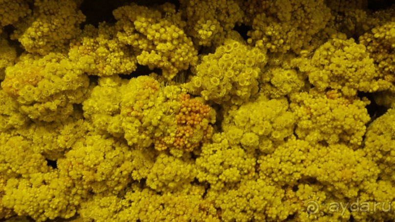 В магазинчике специй и трав в Датче.