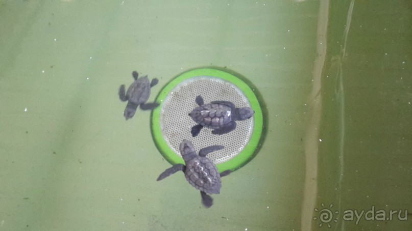 Самостоятельное путешествие по окрестностям Мармариса