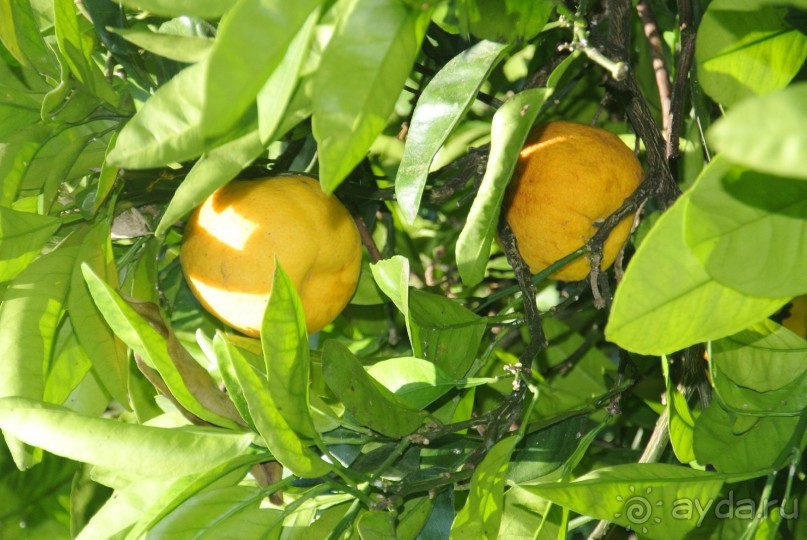 Альбом отзыва "Старые Гагры, мой первый отдых в Абхазии - Мой сладкий отдых в Гаграх оказался одним из лучших. "