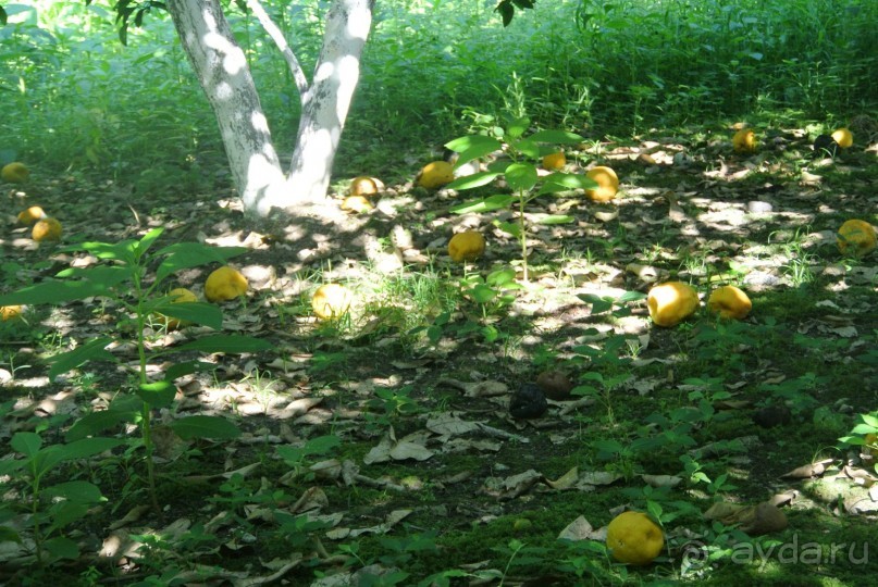 Альбом отзыва "Старые Гагры, мой первый отдых в Абхазии - Мой сладкий отдых в Гаграх оказался одним из лучших. "