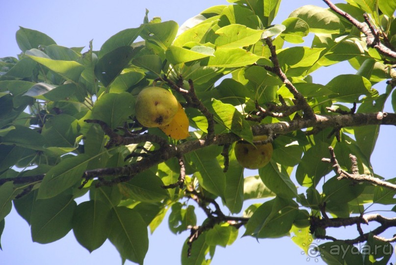 Альбом отзыва "Старые Гагры, мой первый отдых в Абхазии - Мой сладкий отдых в Гаграх оказался одним из лучших. "