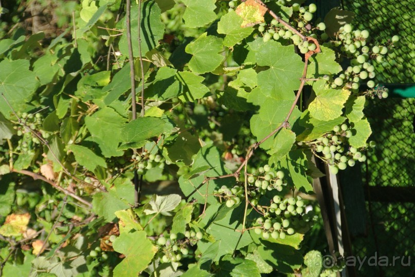 Альбом отзыва "Старые Гагры, мой первый отдых в Абхазии - Мой сладкий отдых в Гаграх оказался одним из лучших. "