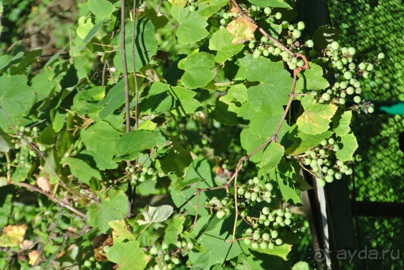 Альбом отзыва "Старые Гагры, мой первый отдых в Абхазии - Мой сладкий отдых в Гаграх оказался одним из лучших. "