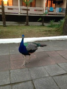 Отзыв об пансионате Айтар