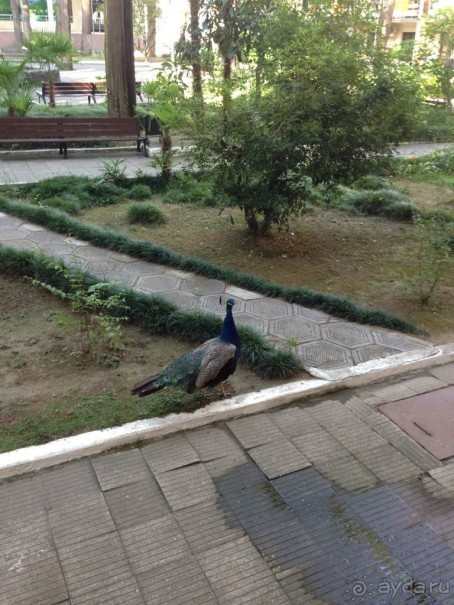 Отзыв об пансионате Айтар