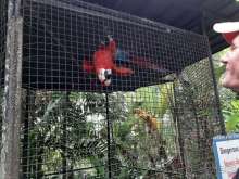 Парк птиц на Пхукете Парк птиц на Пхукете