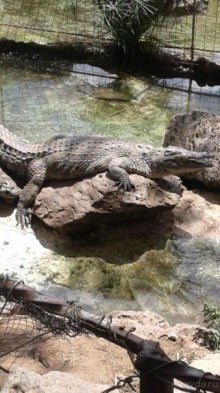 Кения - любовь моя)